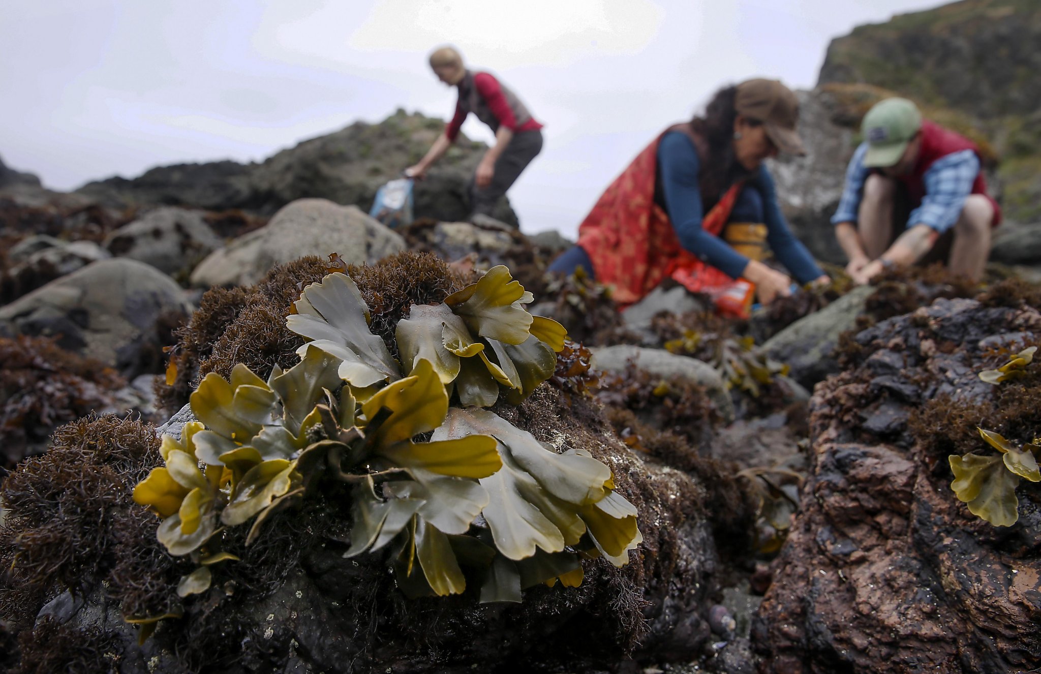 Foraged local seaweed captures essence of California cuisine