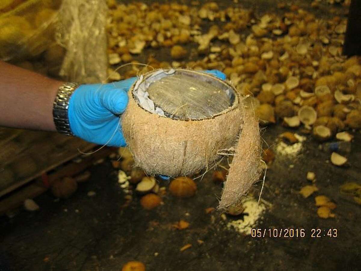 Customs and Border Protection officers at the Texas-Mexico border found more than 1,000 pounds of marijuana stuffed into coconuts on Monday.