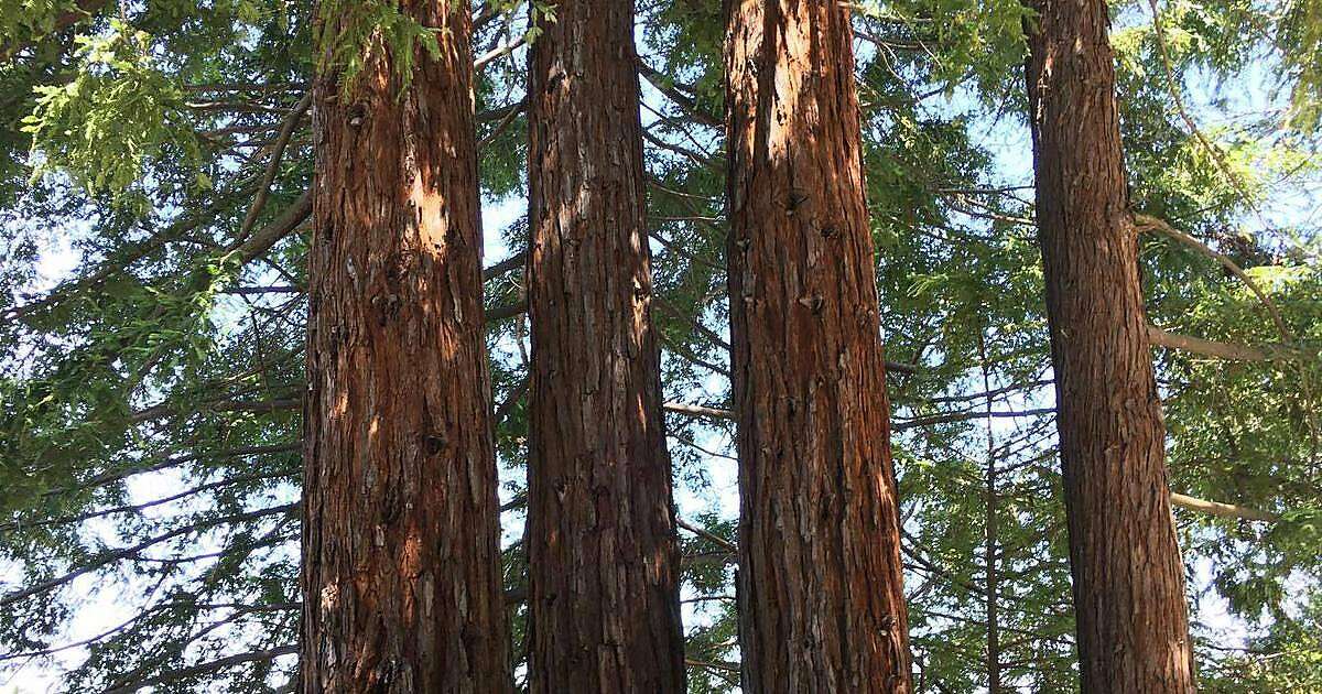 The redwood trees columnist Vanessa Hua's parents planted when she was a kid.
