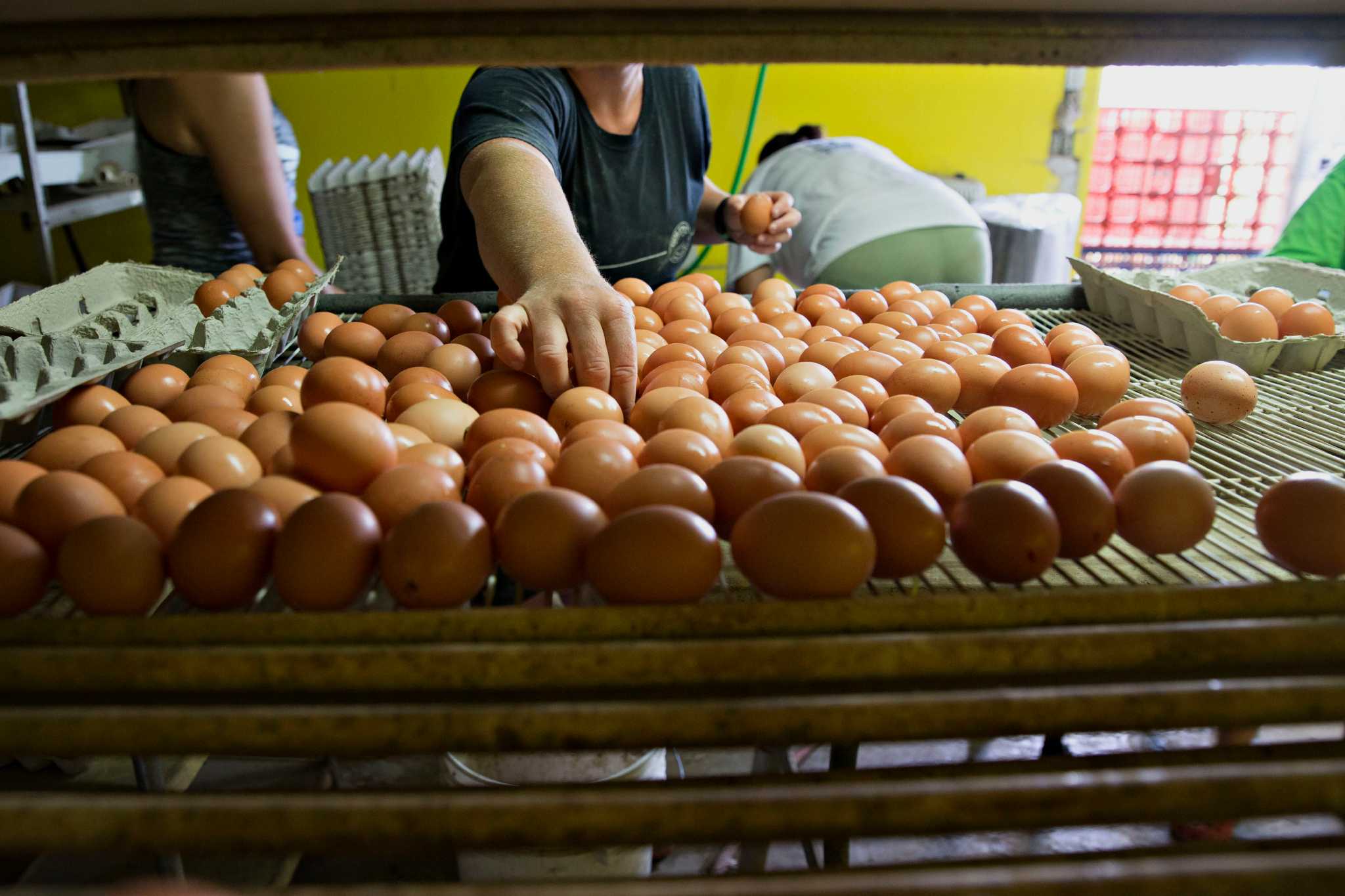 Egg shortage turning into boom