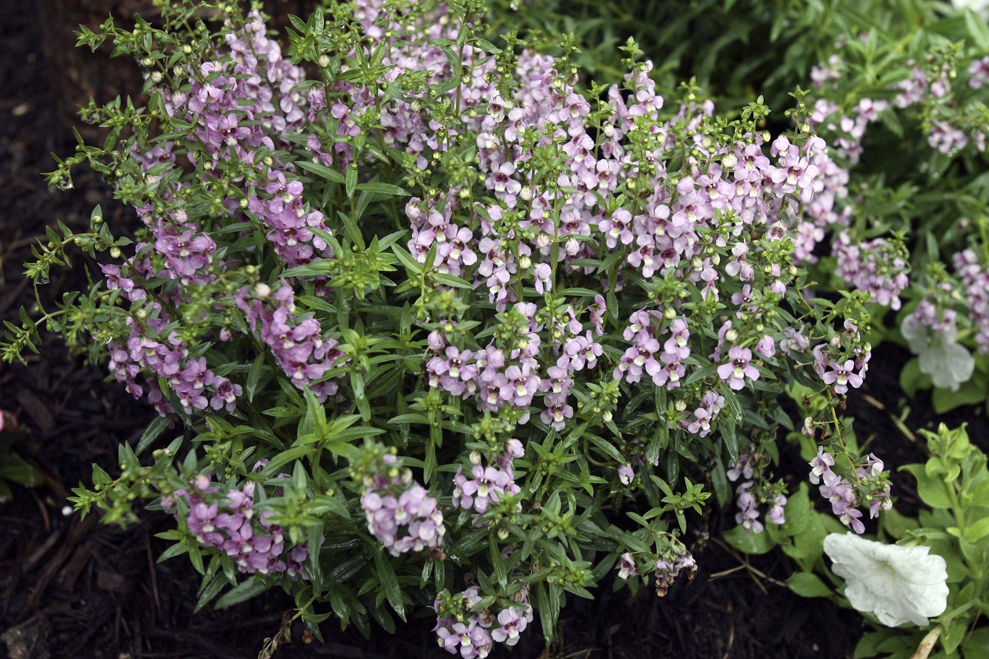 Calvin Finch Texas Superstar plants for your garden San Antonio