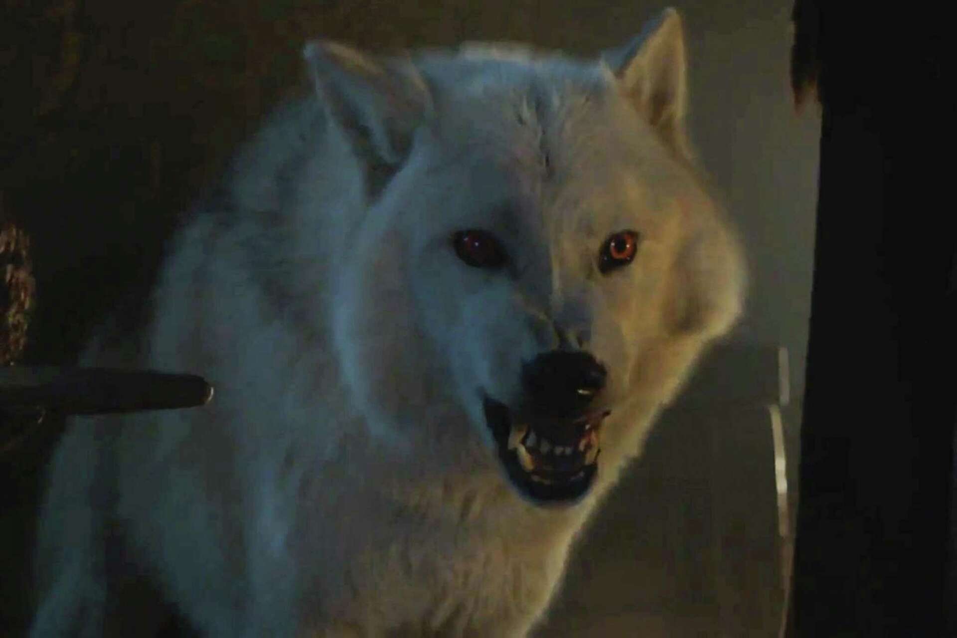 Game of thrones direwolves dog breed fashion