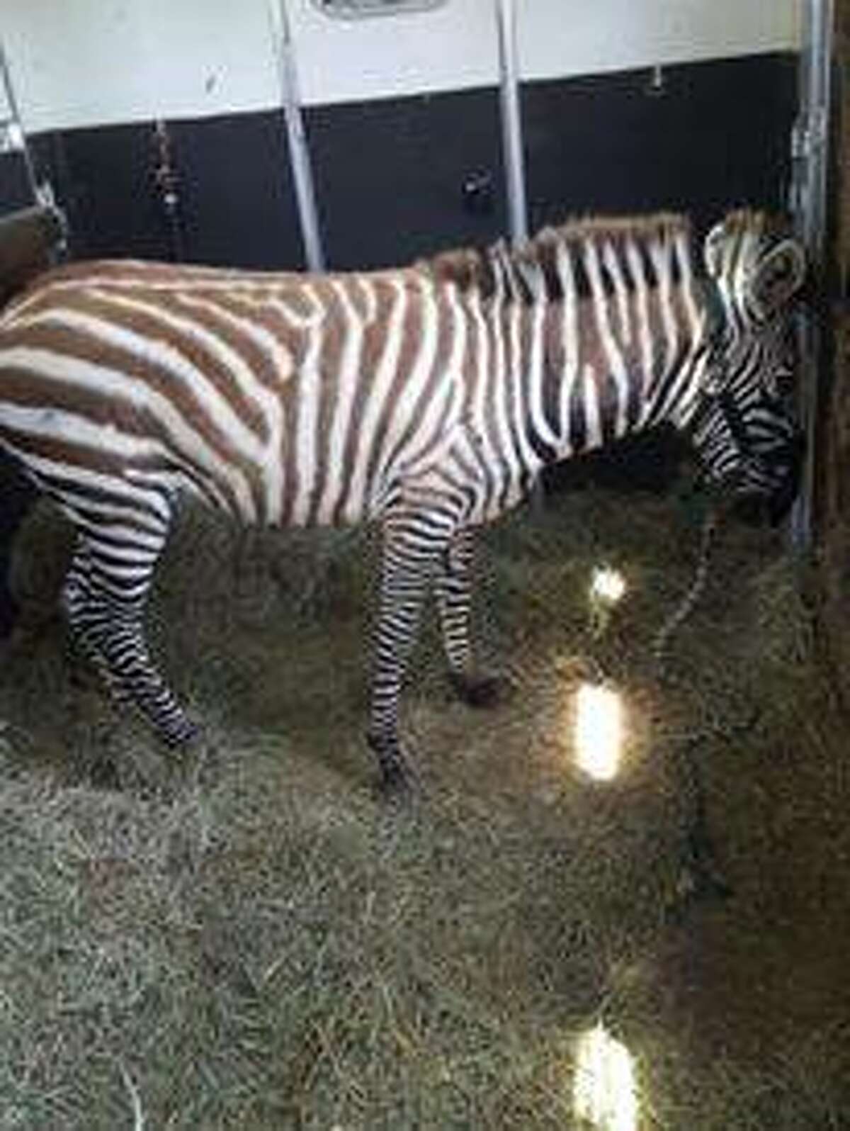Lost zebra on loose in Greene County