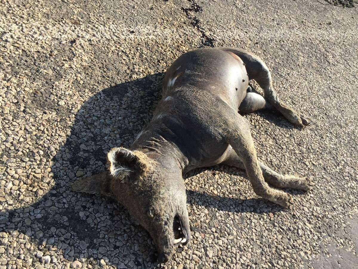 A Texas Game Warden near Whiteface found what a woman had said was the corpse of the mythical chupacabra but was really a dead coyote with mange on May 14, 2016.