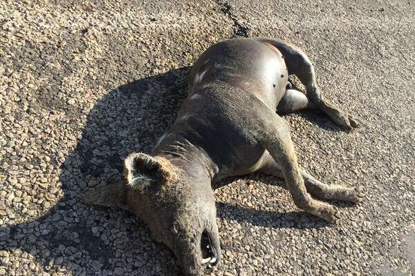 Creature Believed To Be A Chupacabra In Oregon Is Really A Patagonian Mara HoustonChronicle