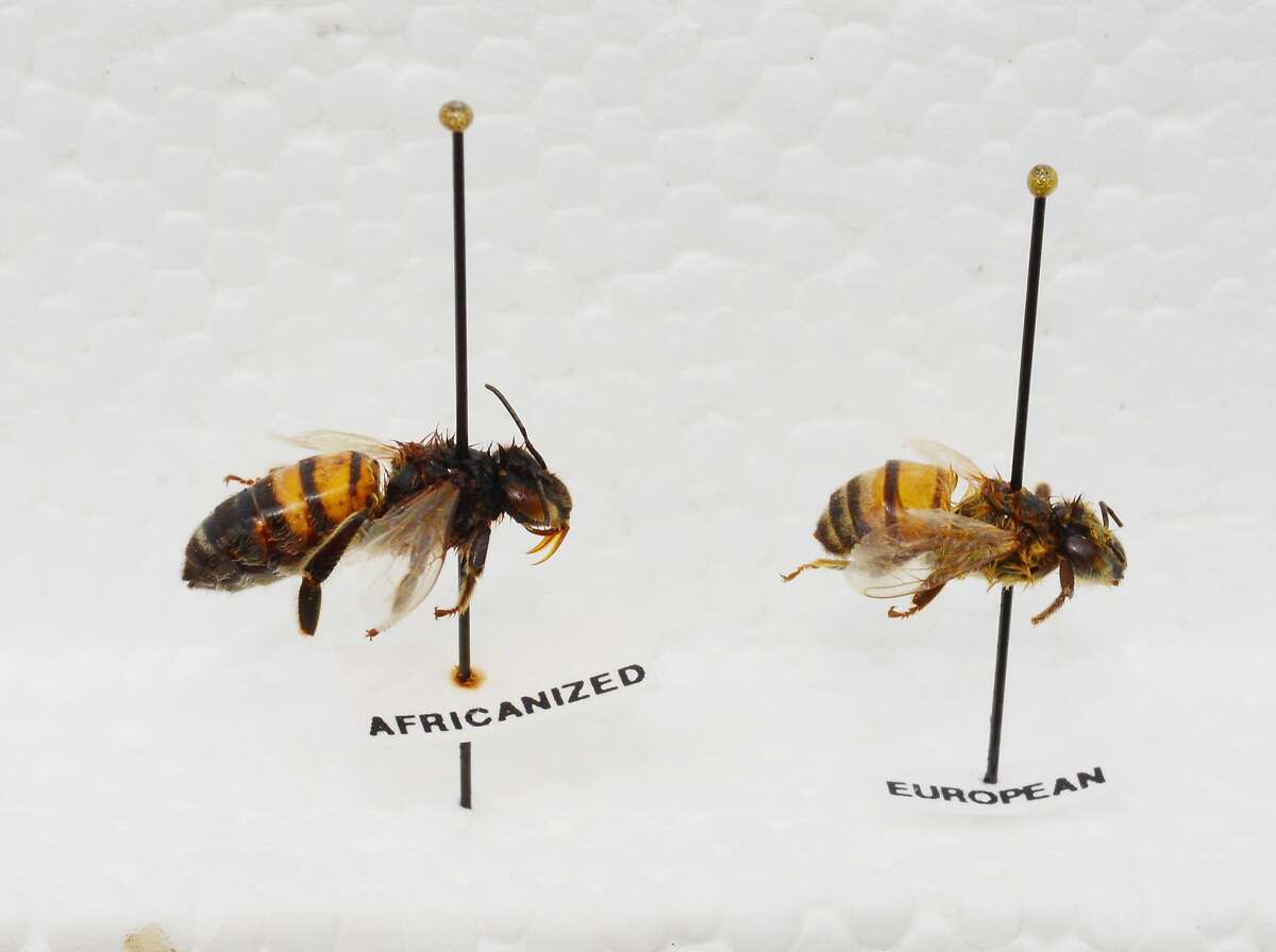 Africanized bee mounted on the left; European bee on the right.