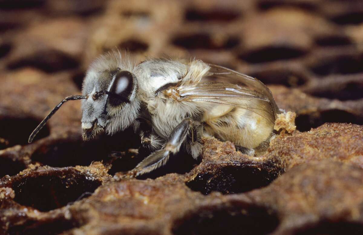 An African Honey Bee emerging from a honeycomb.
