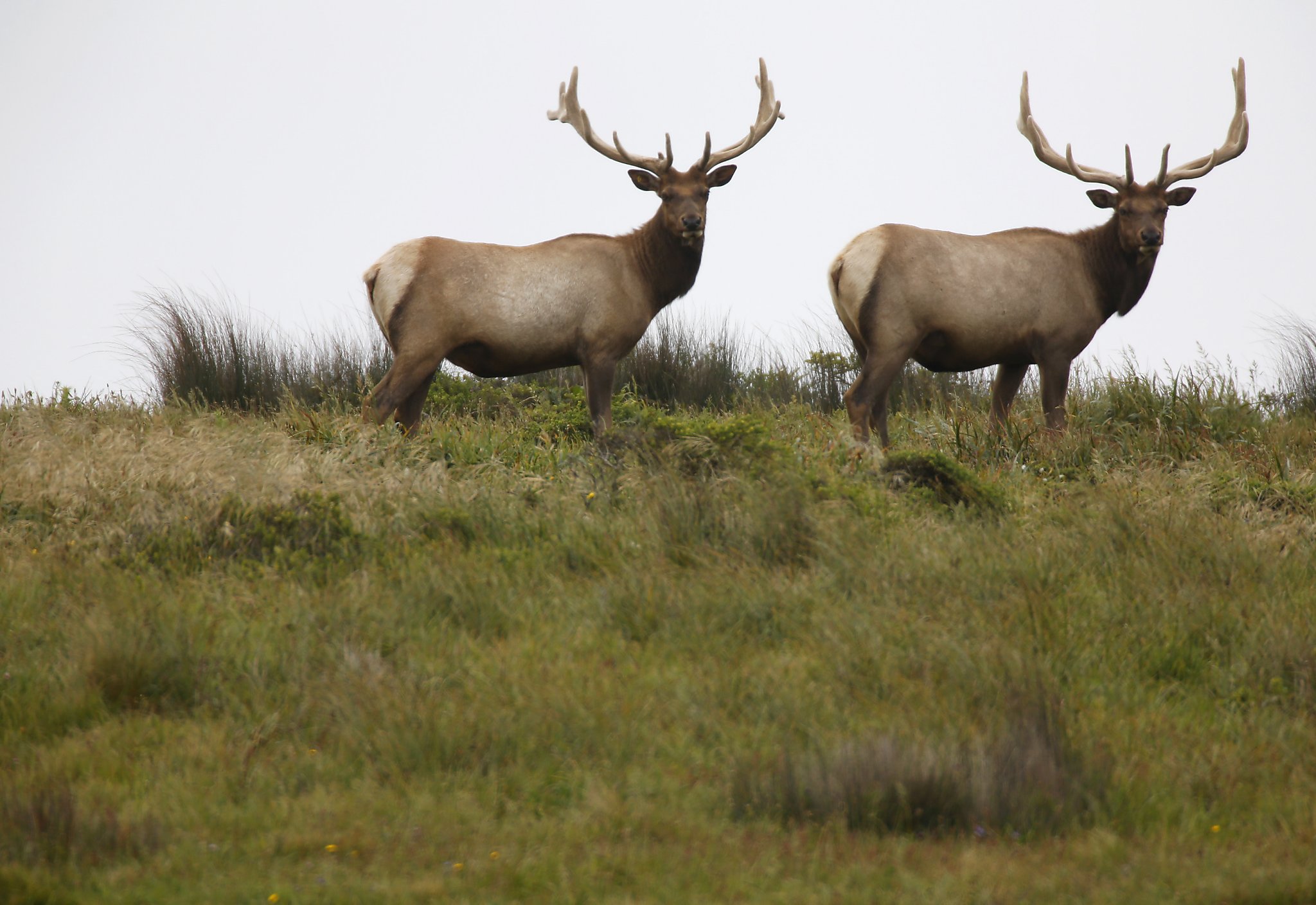 Point Reyes' tule elk dilemma