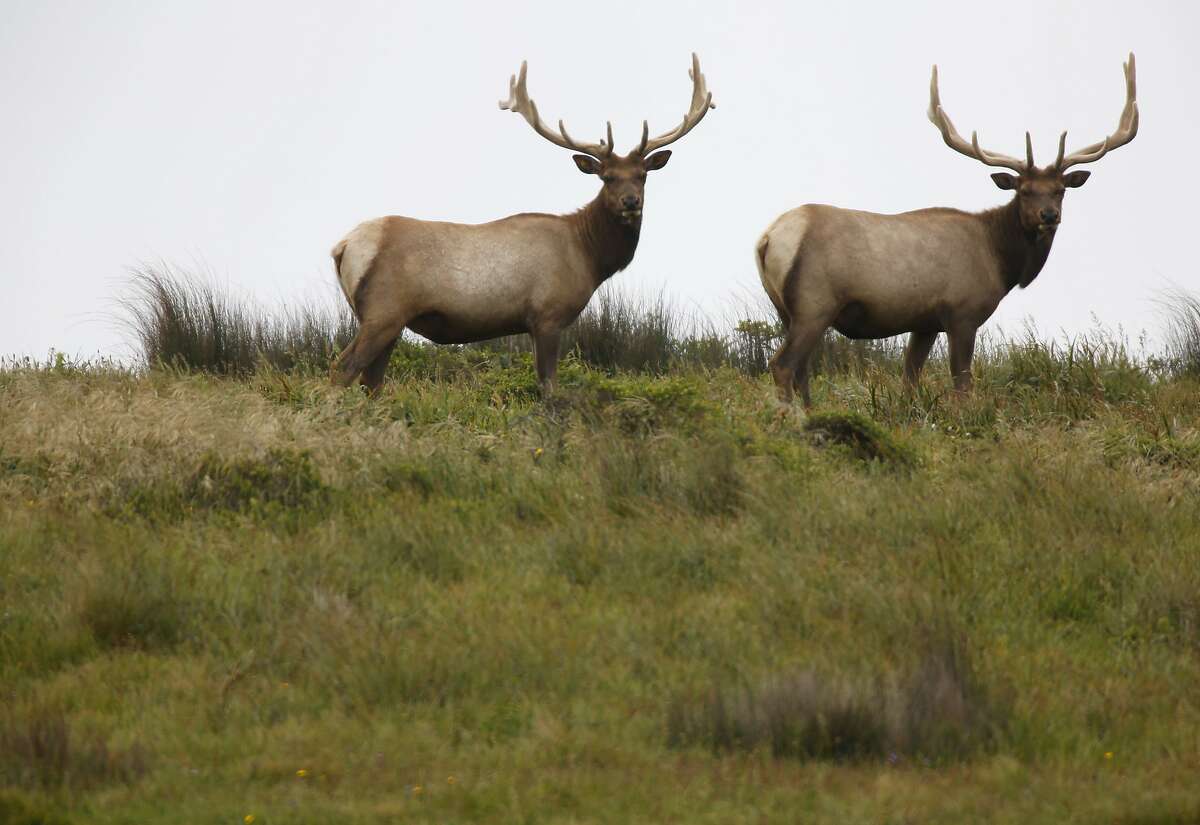 Two bachelor Tule Elk stand on a hill off Drakes Beach Road in Point Reyes.