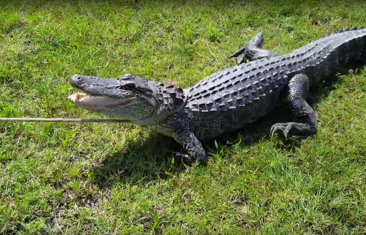 6foot alligator caught in Missouri City homeowner's backyard