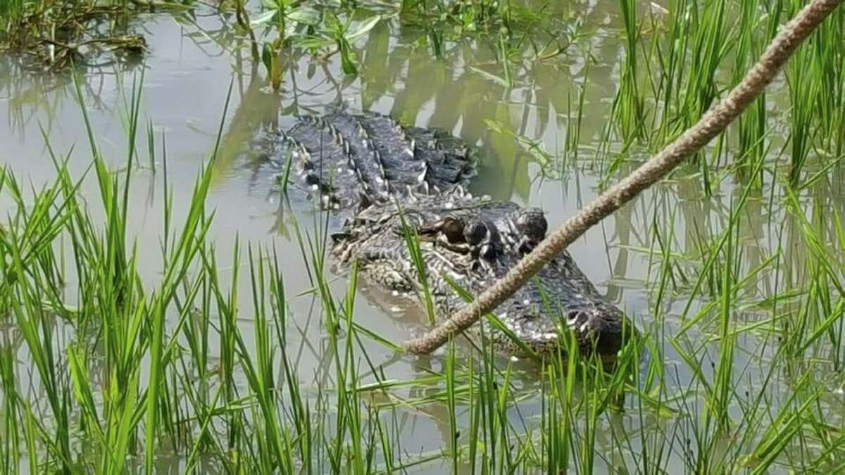 6foot alligator caught in Missouri City homeowner's backyard