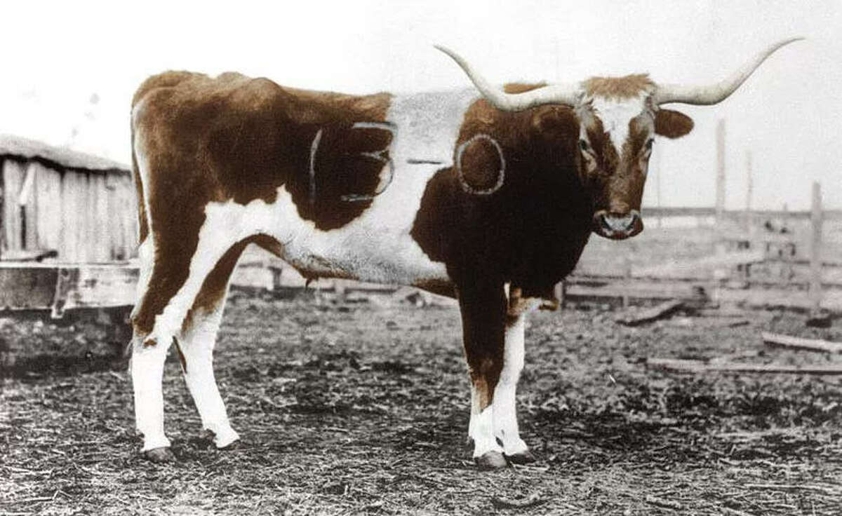 Branded Bevo: Bevo, the school's mascot, got his name after Texas A&M branded him with "13-0," the Aggies winning score to the 1915 face-off. Longhorns turned the "13" to a "B," the dash to an "E," added a "V" in front of the "0."