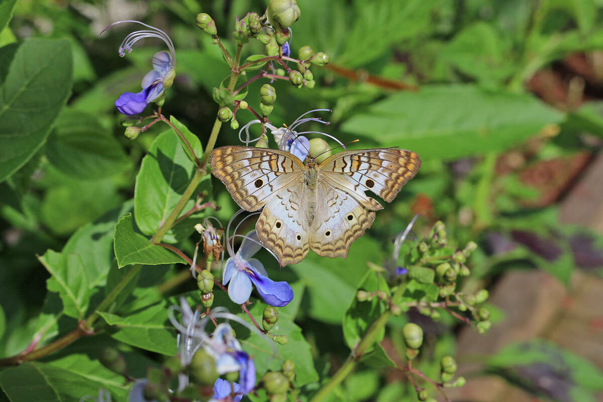 The pollinator’s garden contains plants crucial to native butterflies and is a component of the aquarium’s conservation efforts.