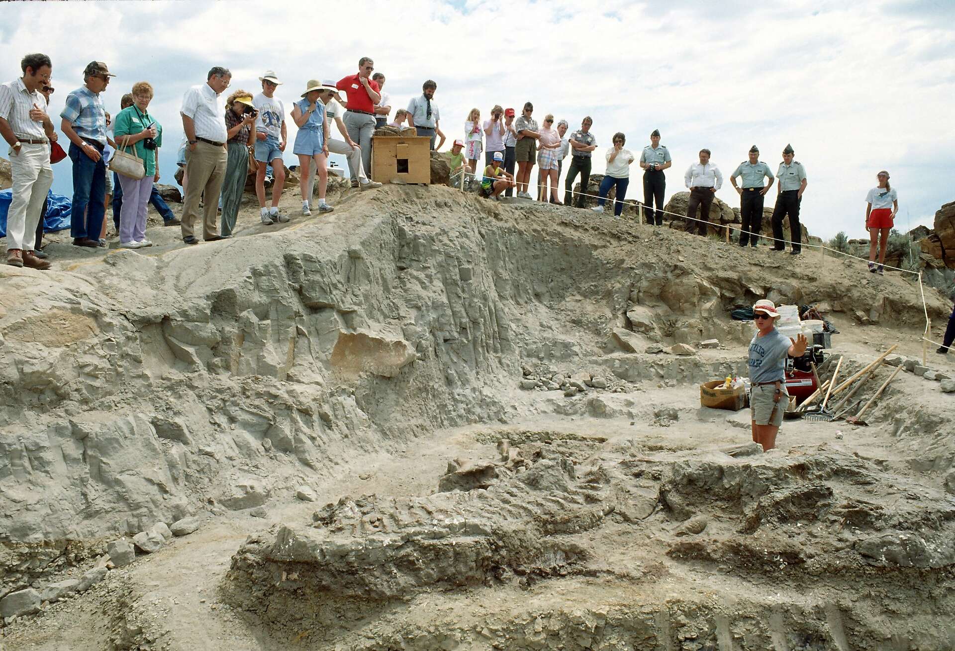 Horse-size T. rex probably not real, says dream-crushing study