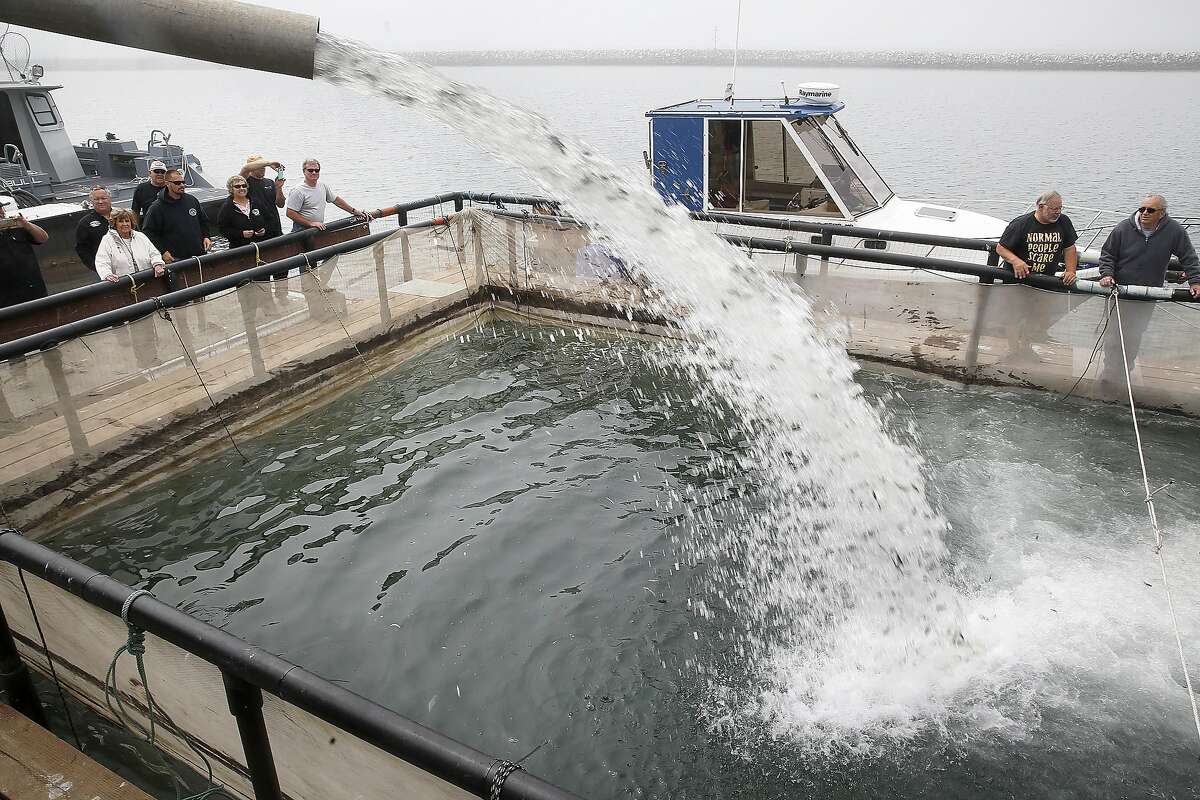 Tanker trucks from the Mokelumne Fish Hatchery deliver 160,000 baby salmon to keep in pens at Johnson Pier in Half Moon Bay, California, on wednesday, may 18, 2016, until their release into the ocean in five days.