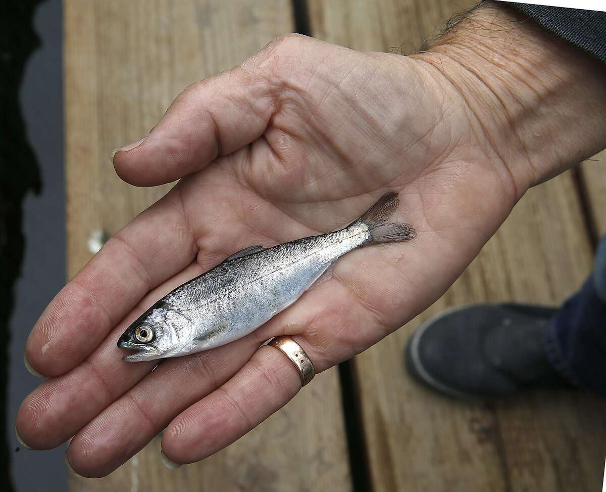 Salmon, facing trouble in streams, catch a ride to the Pacific