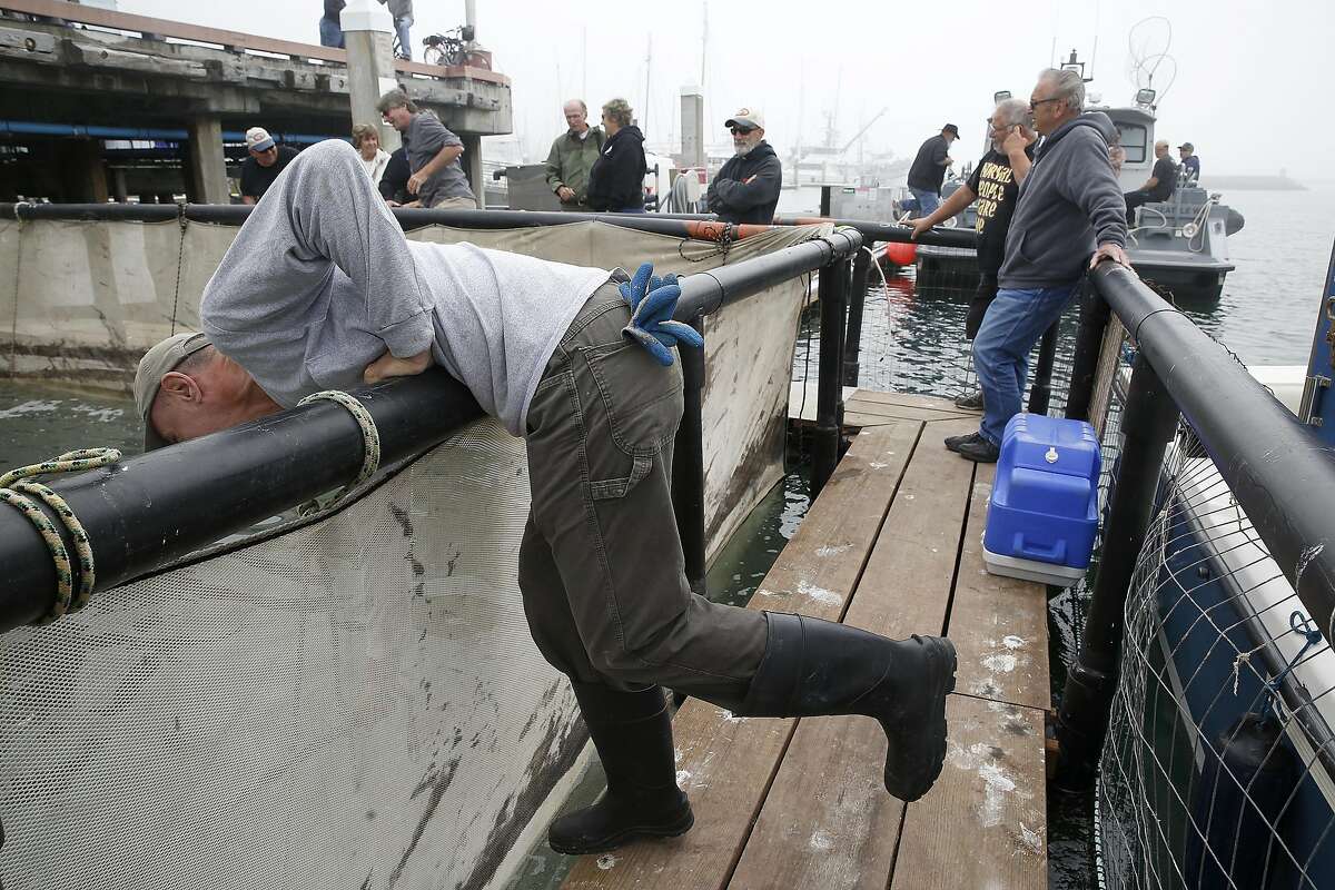 Volunteer Jean Michel helps and documents the delivery of 160,000 baby salmon to keep in pens at Johnson Pier in Half Moon Bay, California, on wednesday, may 18, 2016, until their release into the ocean in five days.
