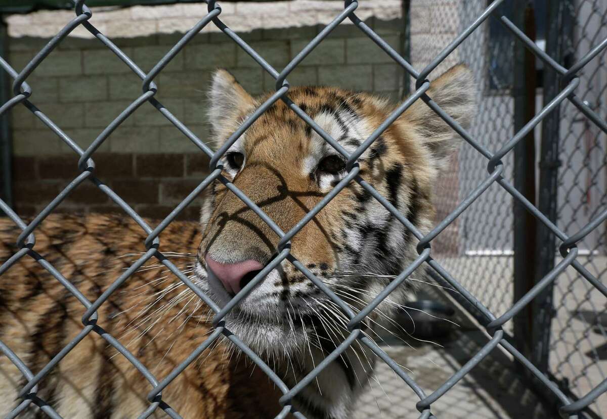 A young female tiger, found around noon in Conroe, is seen at the City of Conroe Animal Shelter Thursday, April 21, 2016, in Conroe. Authorities are looking for its owner, and they suspect it was a pet. ( Jon Shapley / Houston Chronicle )