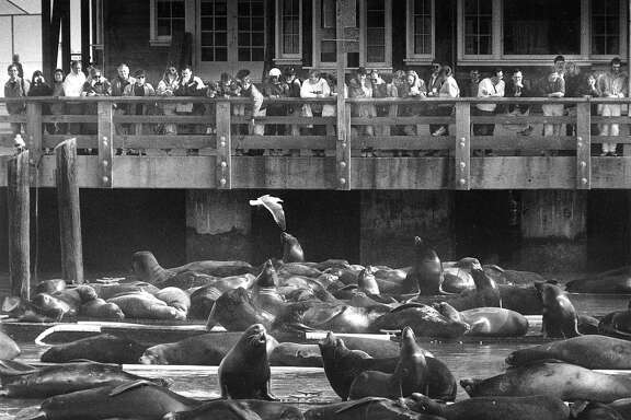 Tourists at Pier 39, look and take pictures of the sea lions and seals in San Francisco 

Photo shot  02/10/1991