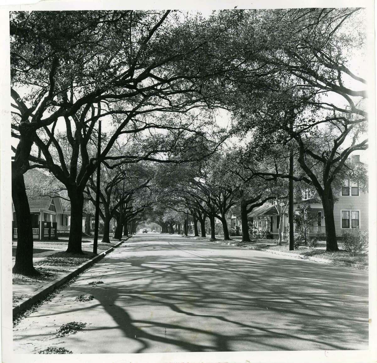 Bayland Avenue in the Heights, 1956.