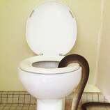 Massive snake appears in ladies' room toilet in Australian national ...