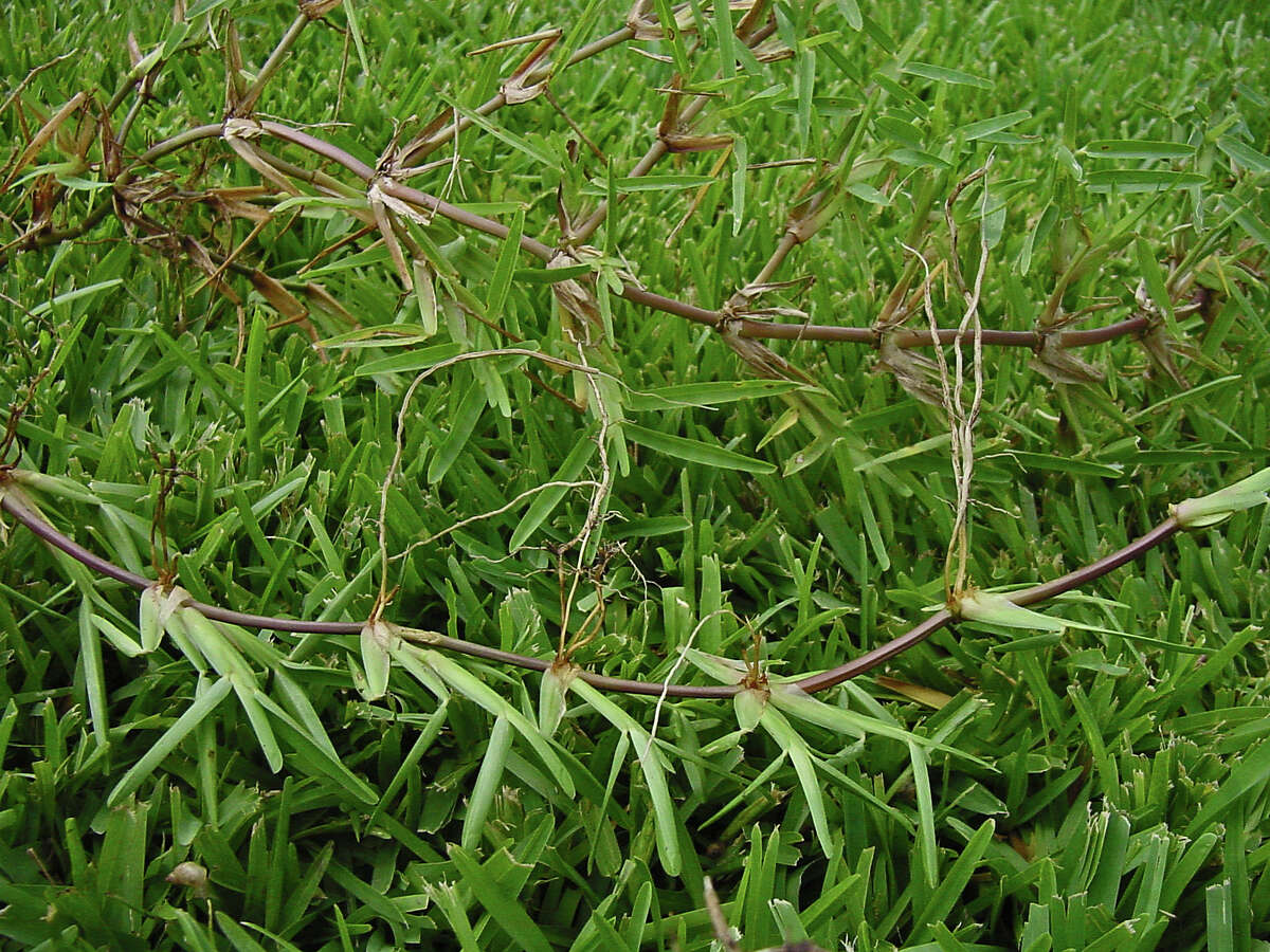 Floratam St. Augustine grass. Courtesy plantanswers.com