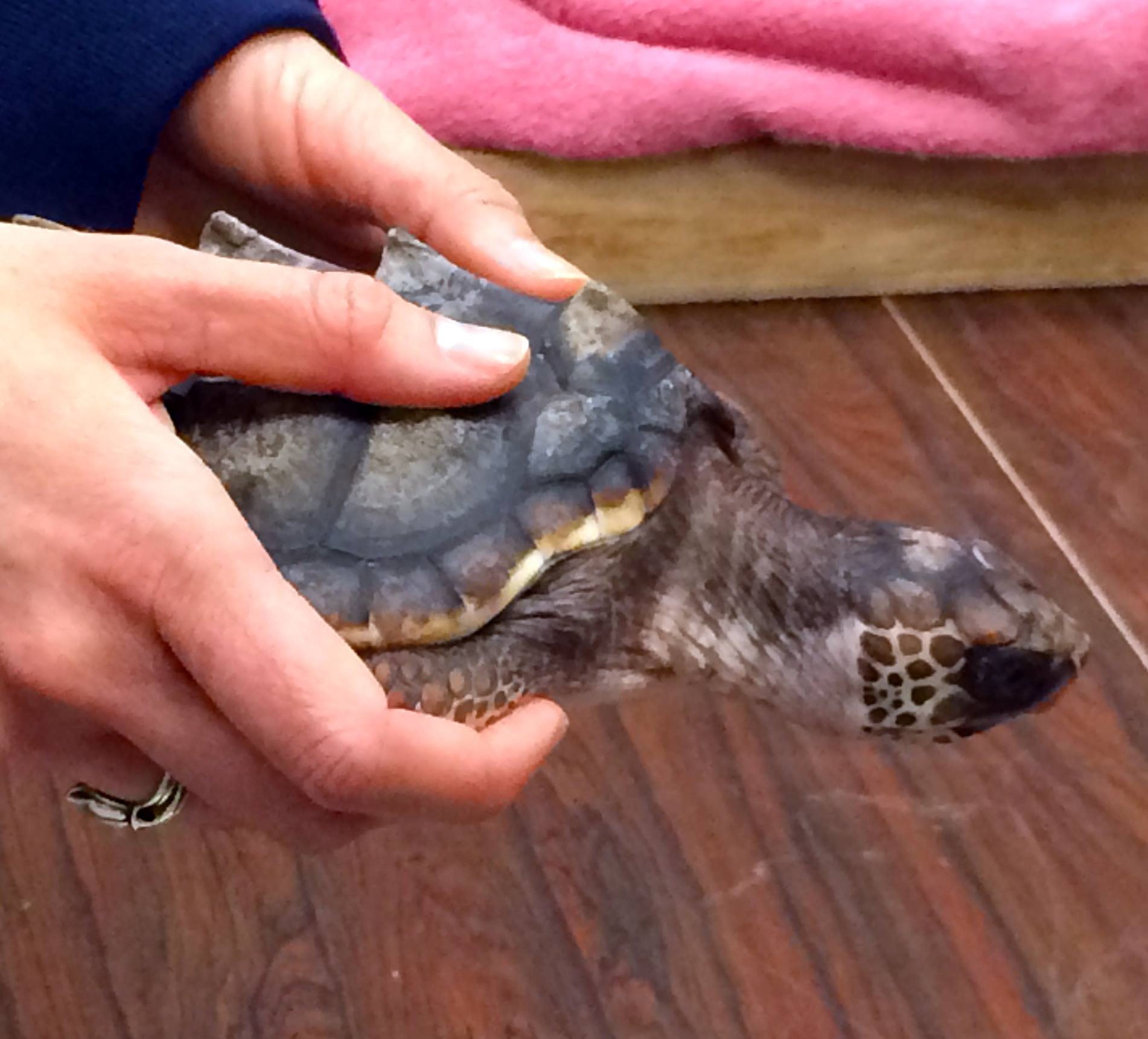 houston-zoo-sea-turtles-051916