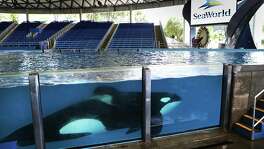 One of the killer whales at SeaWorld San Antonio swims in Shamu Theater during an "open viewing" at "One Ocean", on Friday, May 20, 2016.