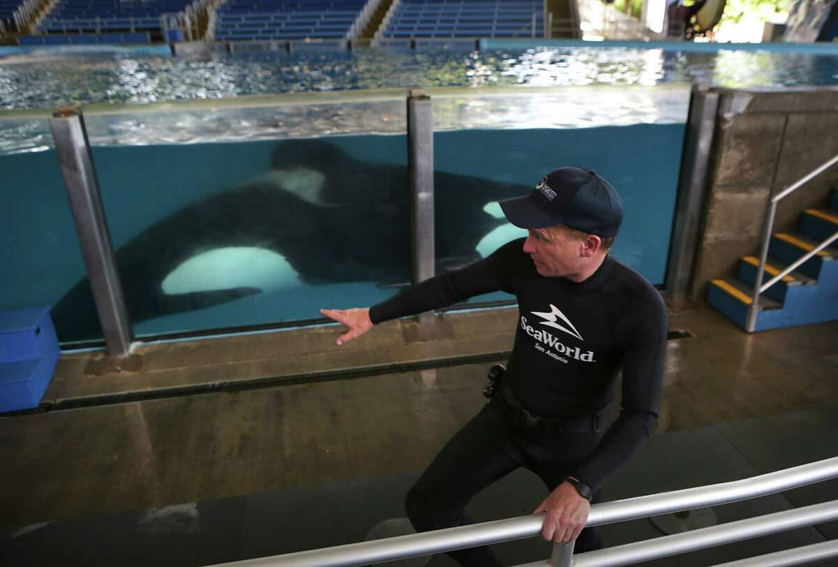 ﻿At SeaWorld San Antonio, five dolphins, whales and sea lions have died from infections since May 2014 and another three animals have died from inflammatory diseases. ﻿