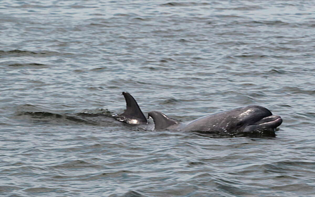 Six years after the Deepwater Horizon oil spill, scientists still know ...