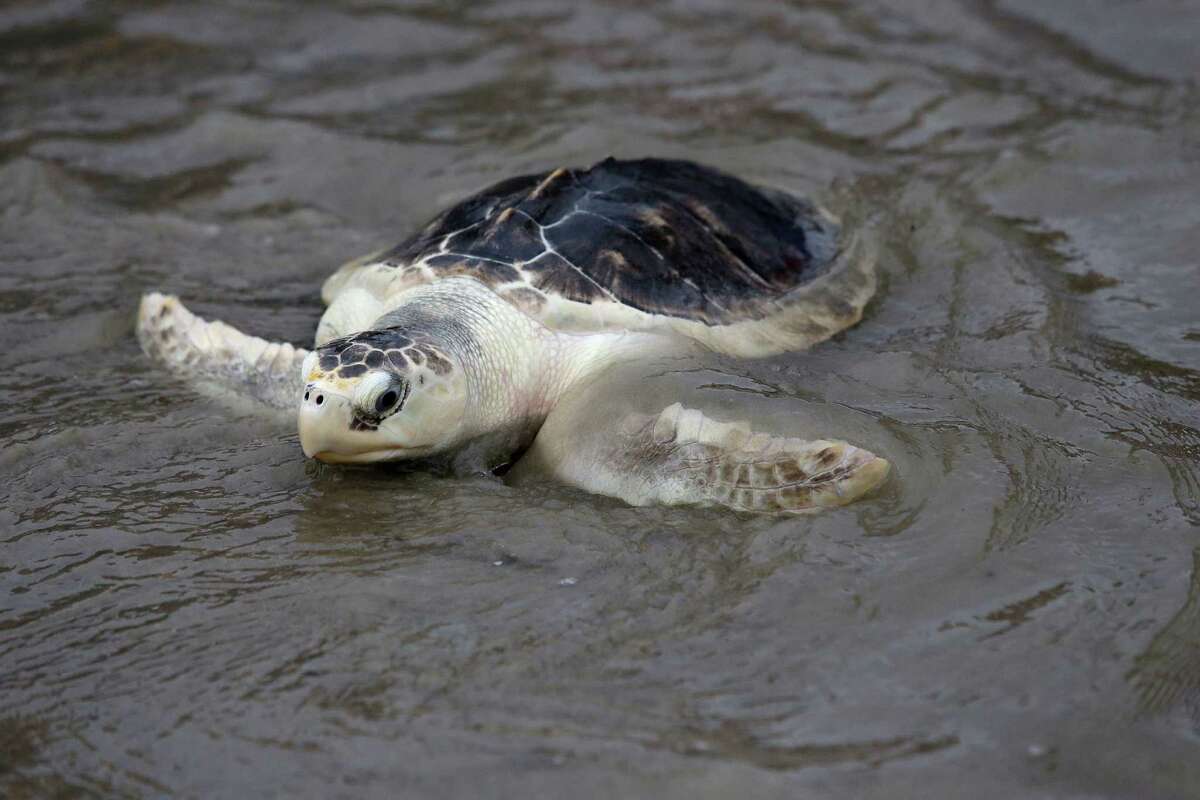 Students spot season's first Kemp's ridley sea turtle nest