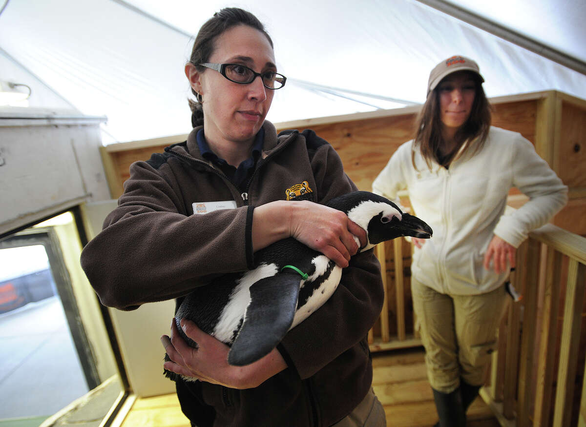 Zookeepers Lindsay Carubia, left, and Jamie Cantoni with one of the four visiting African penguins on exhibit at the Beardsley Zoo in Bridgeport. The birds will be on display through Sept. 30. Find out more.