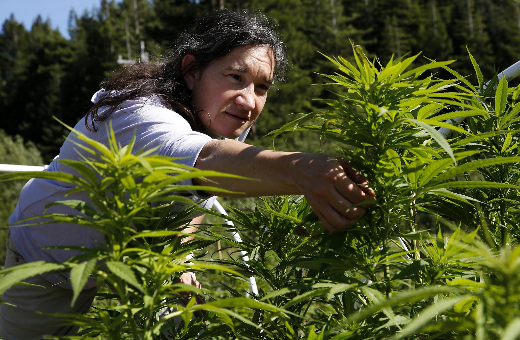 Allure of legal weed is fueling land rush in Emerald Triangle