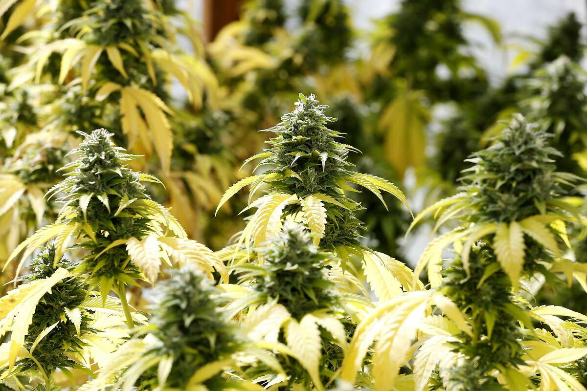 Skywalker marijuana plants at Sunboldt Grown farm in Redcrest, California, on Tuesday, May 10, 2016.