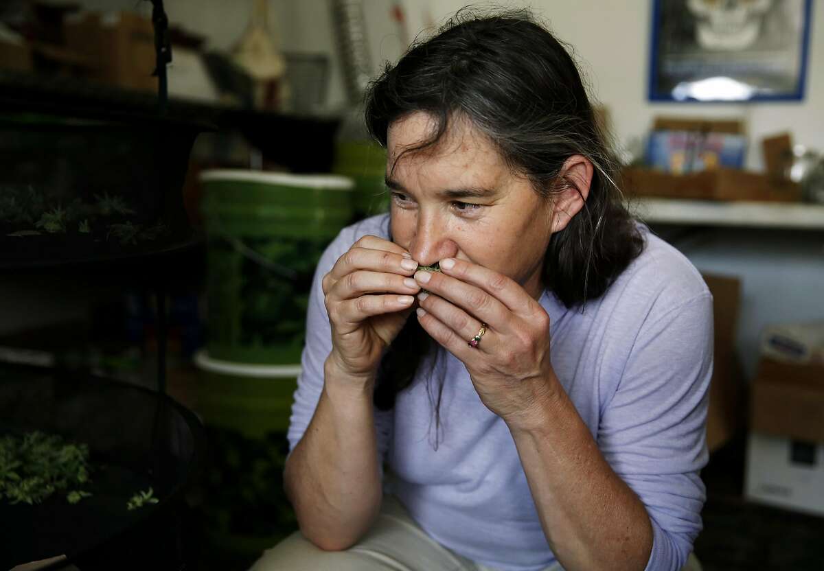 Marijuana grower Sunshine Johnston of Sunboldt Grown smells a drying bud at her farm in Redcrest, California, on Tuesday, May 10, 2016.