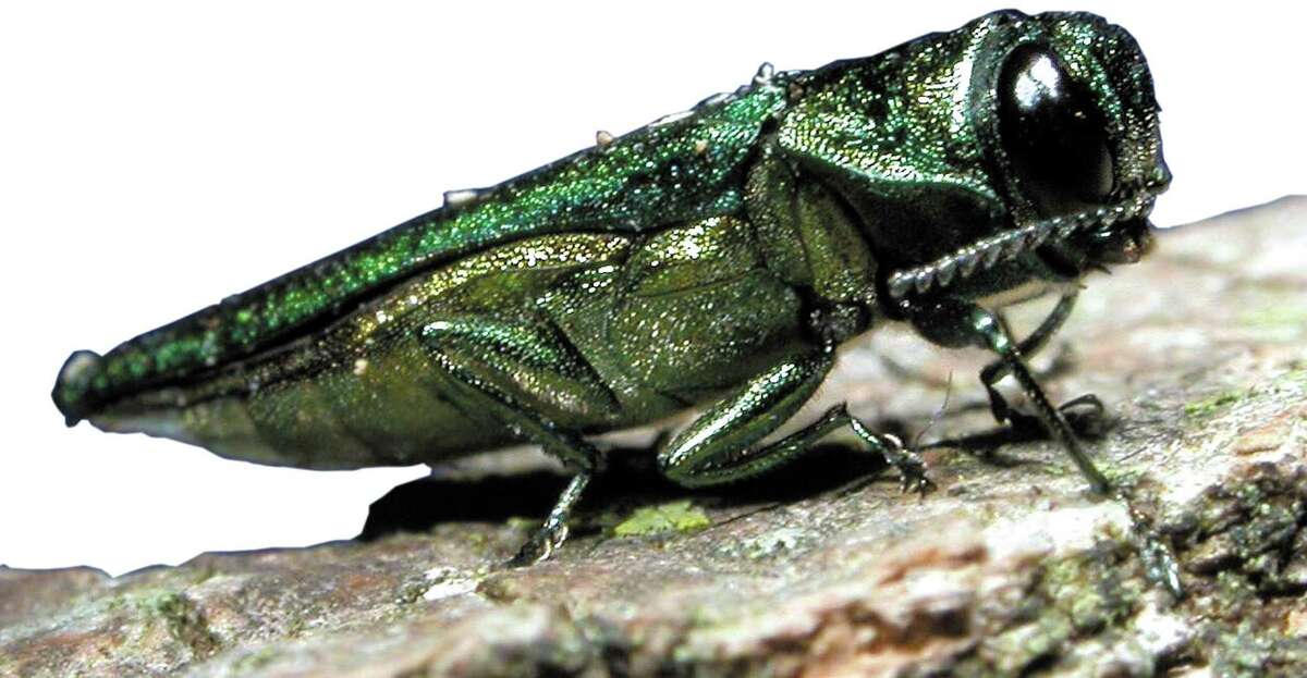 Emerald ash borer How they got here: Introduced in Michigan in the 1990s in imported wood packing material.  Why they're bad: The insects feed under the bark of trees, killing large numbers of trees that must then be removed at great public cost due to safety concerns.  What you can do: Avoid transporting firewood across long distances. Invasive insect species often spread this way. Instead, buy firewood at your destination.