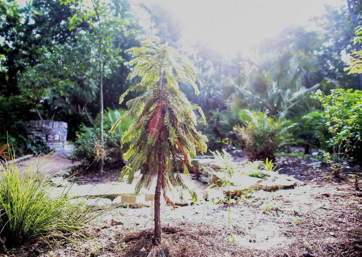 The Wollemi pine in Mercer Botanic Gardens withers after being damaged by the rain and flooding of Cypress Creek in April.