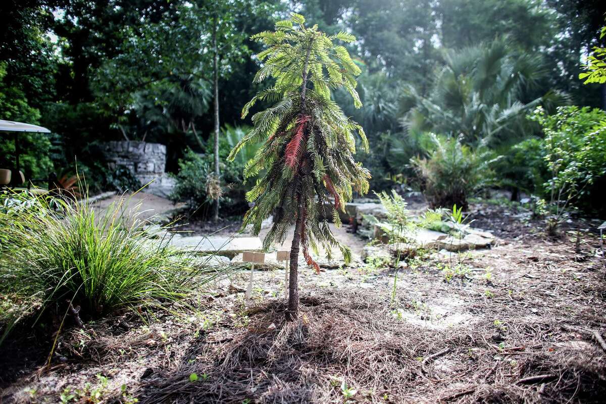 The Wollemi pine, a prehistoric plant, withers after being damaged by the rain and flooding of Cypress Creek in April.