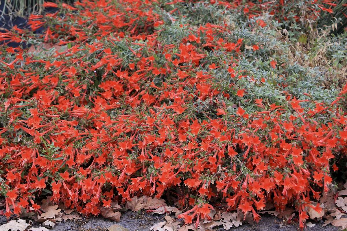 California fuchsia’s neverending blooms