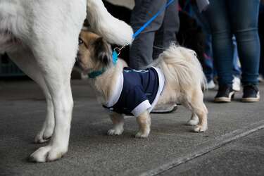 seattle mariners dog jersey