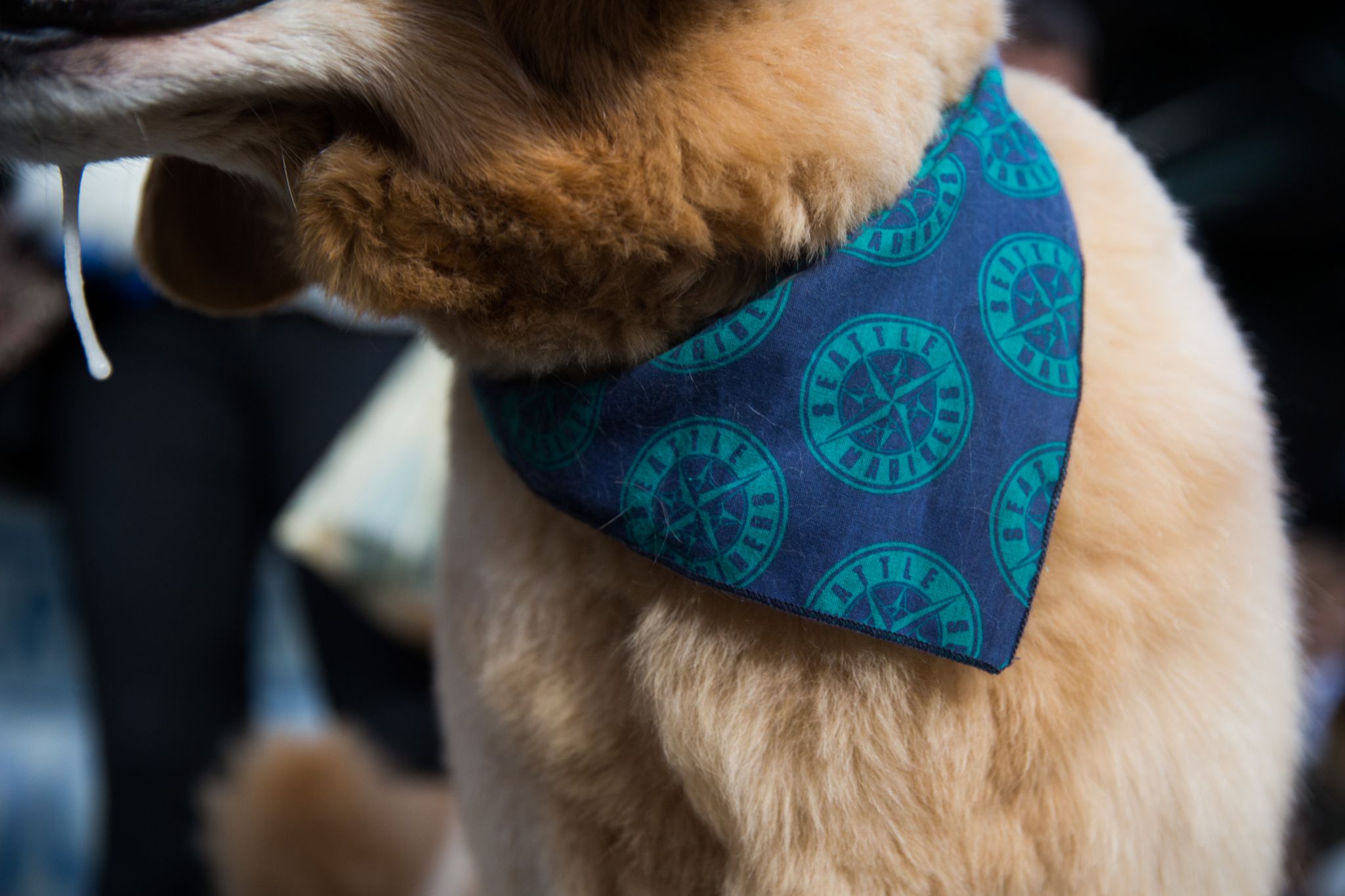 Dash Dog 🐾 on X: 🌭Chomp! 🌭 It's @mariners Bark at the Park