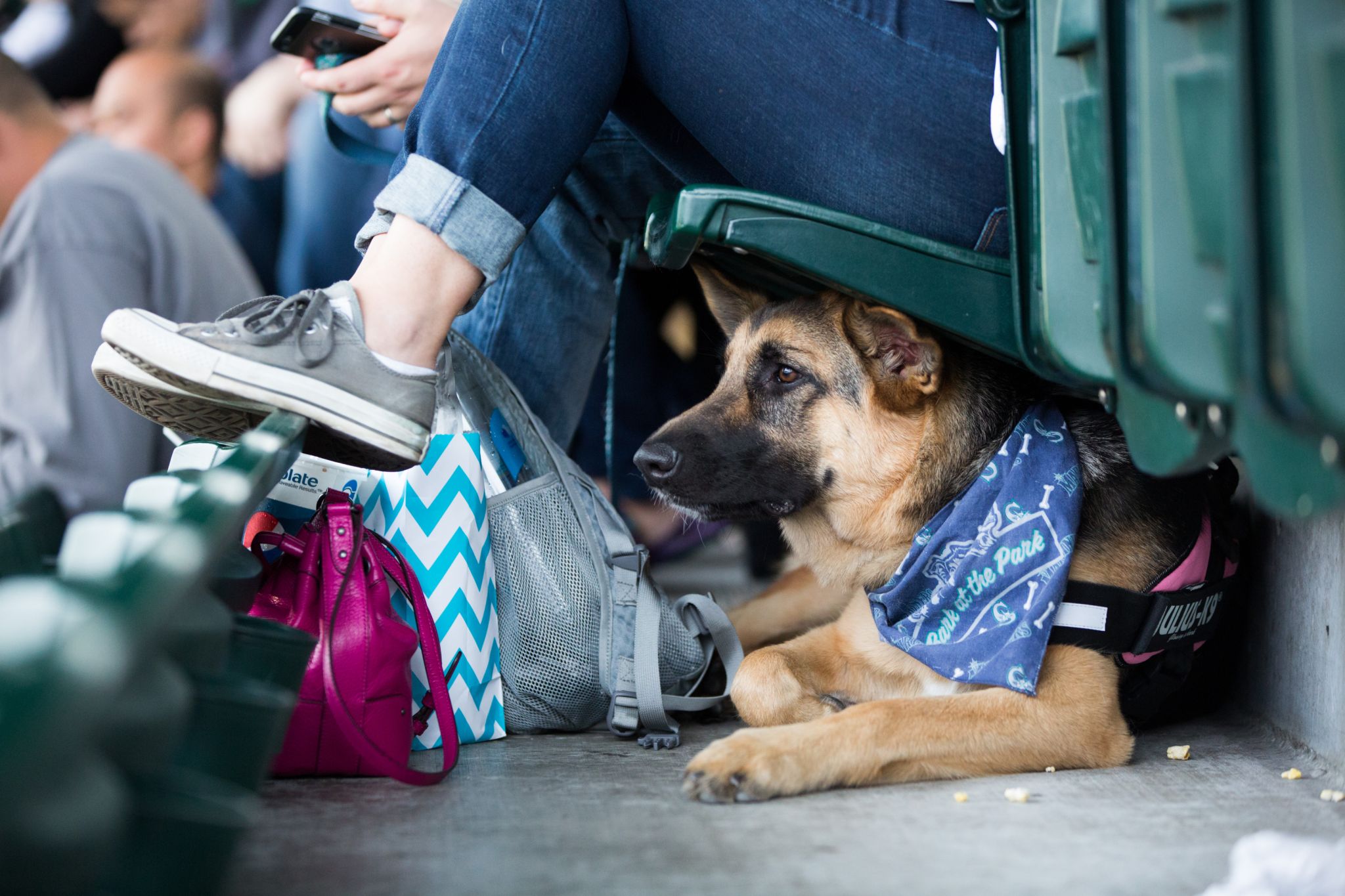 Sit! Stay! Seattle Mariners' Bark at the Park less than a week away