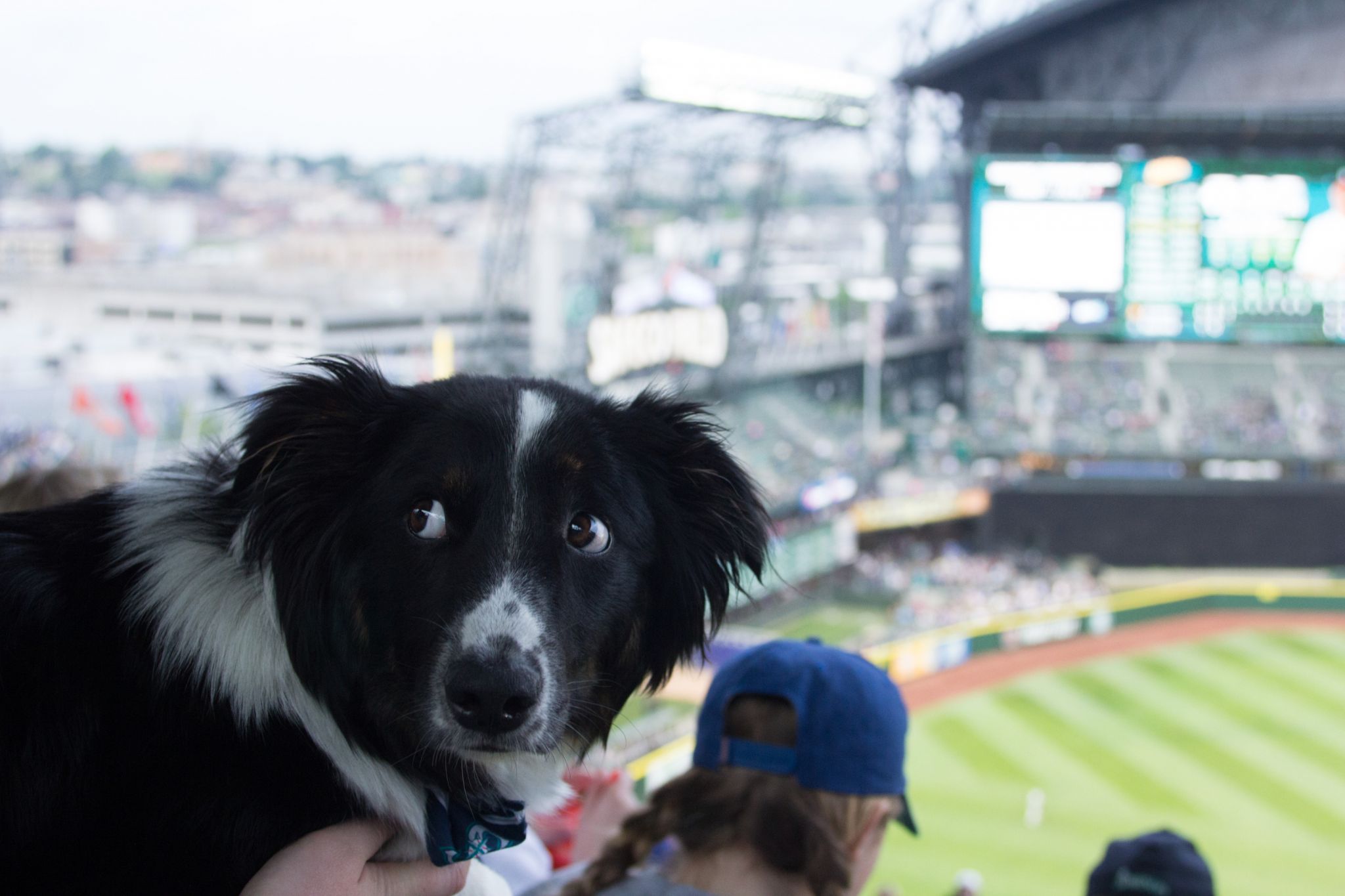 Dash Dog 🐾 on X: It's Bark at the Park Night! Let's go @Mariners