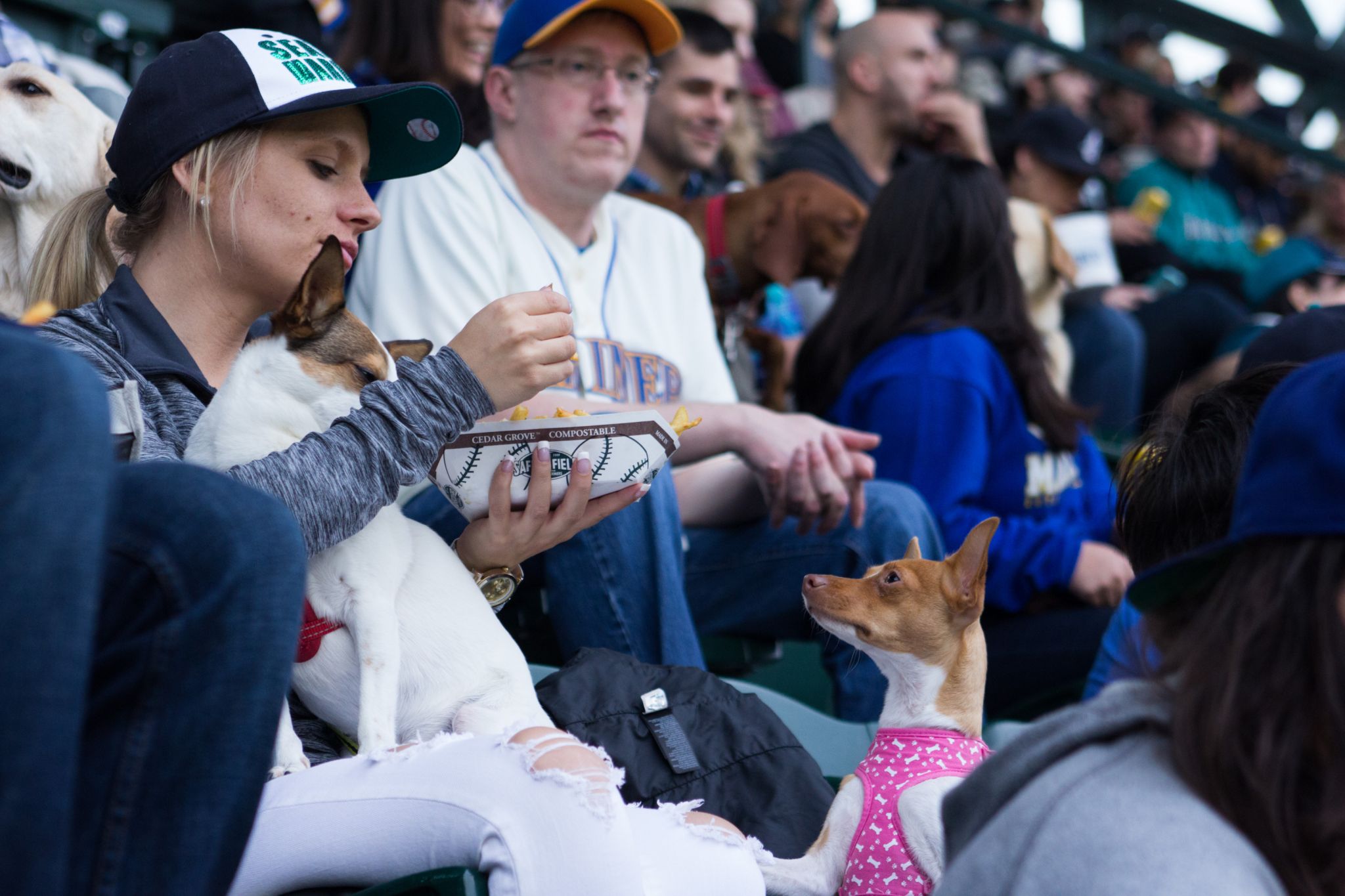 BringFido to Bark at the Park with the Seattle Mariners