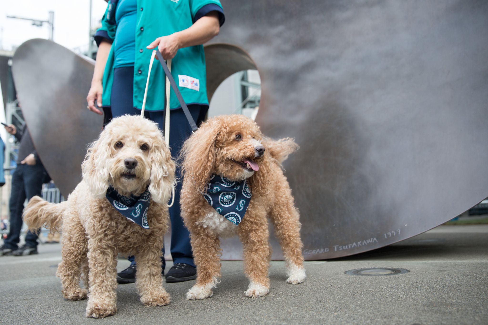 What a distinguished dog 🐶 #Mariners #Baseball #BarkinthePark