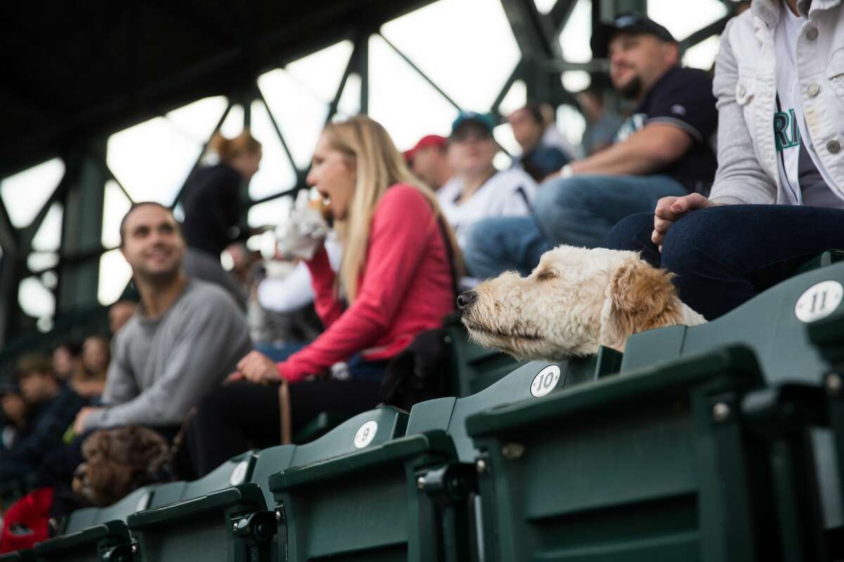 Sit! Stay! Seattle Mariners' Bark at the Park less than a week away