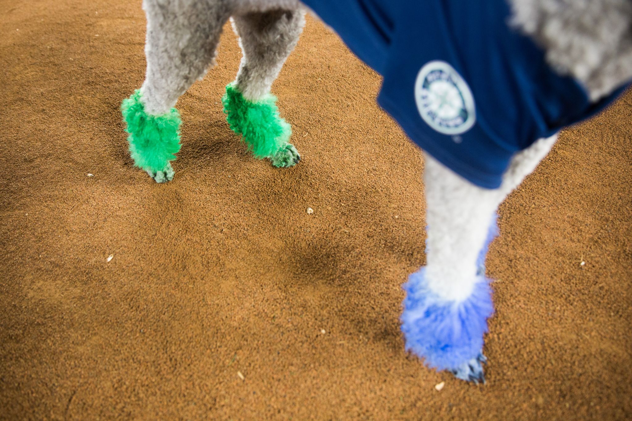 Mariners latest Bark in the Park event includes dogs available for adoption  (and belly rubs)