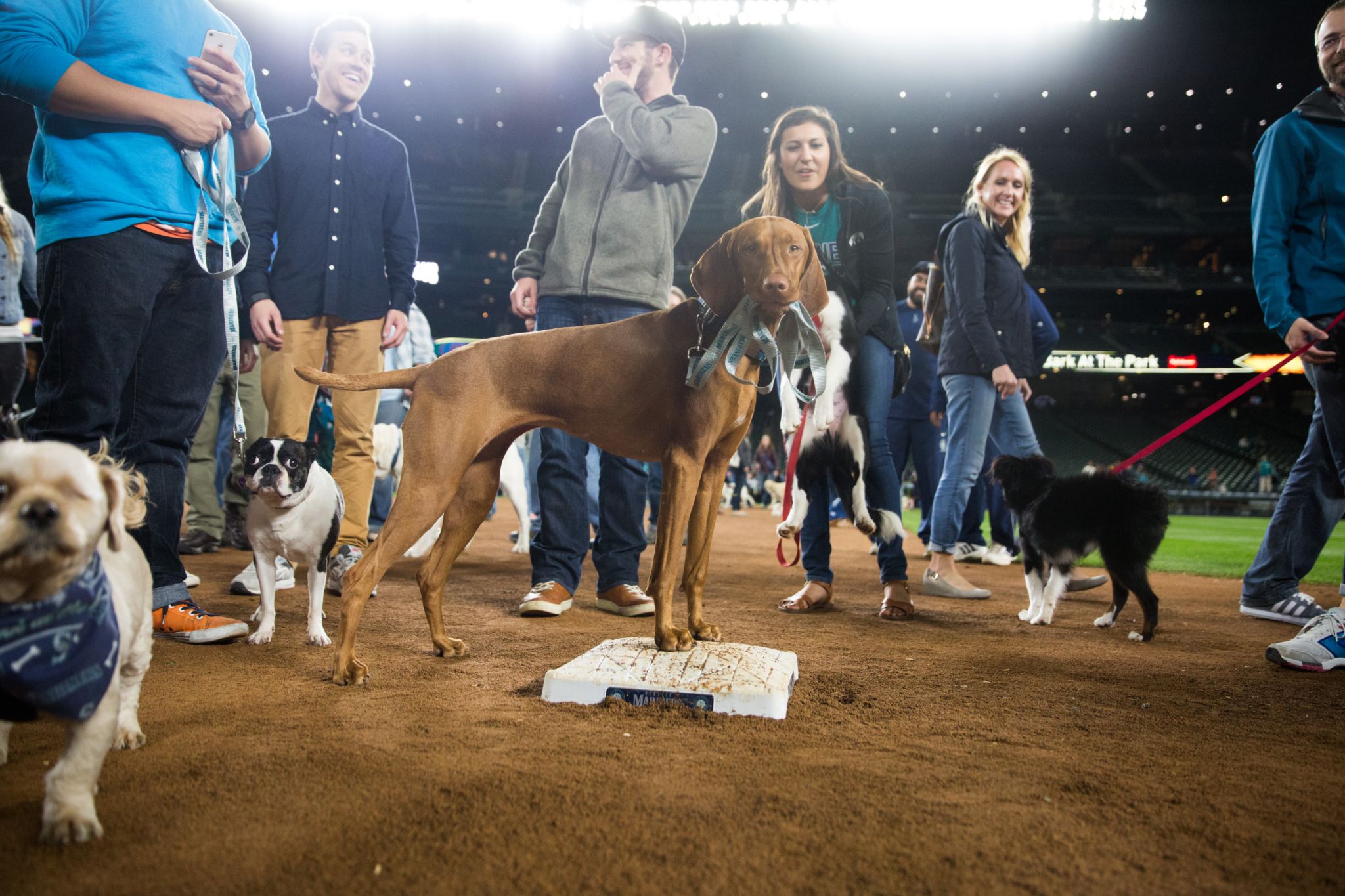 Sit! Stay! Seattle Mariners' Bark at the Park less than a week away