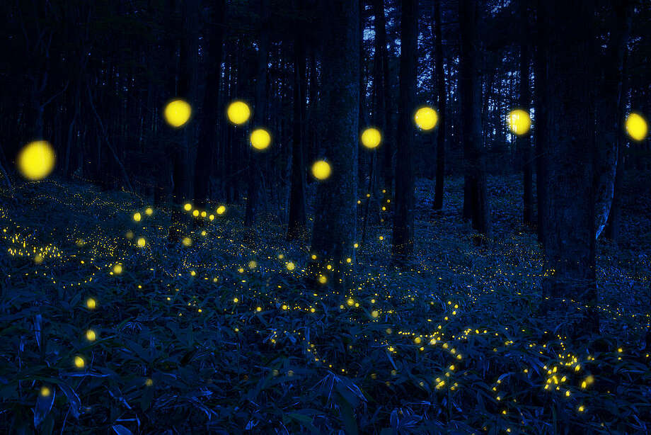 When Fireflies Sing by Christene Houston