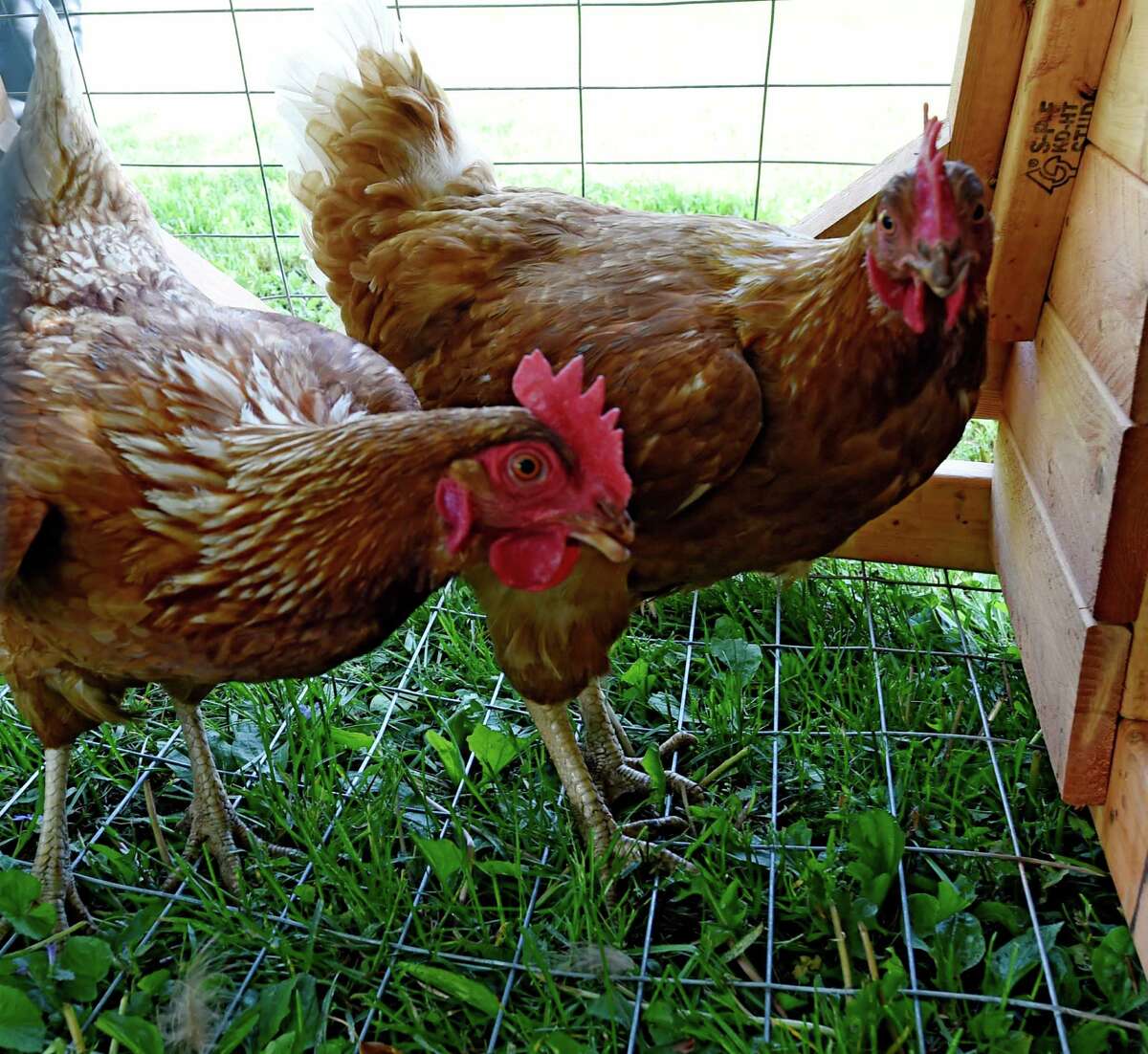 Rental chickens bring farm fresh eggs to Loudonville